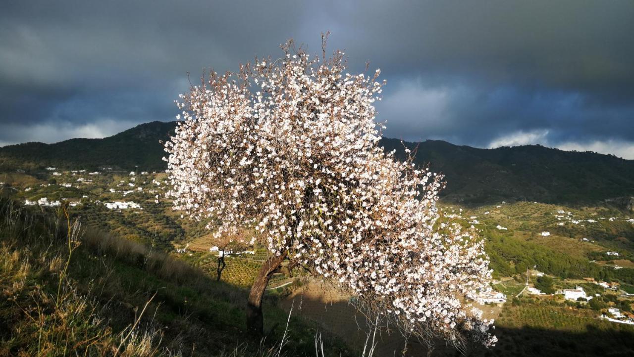 Appartamento Casa del Cielo Frigiliana Esterno foto